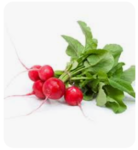 Práce na zahradě - sázíme hrášek a ředkvičky